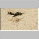 Crabro scutellatus - Grabwespe w03a 9mm - Sandgrube Niedringhaussee.jpg